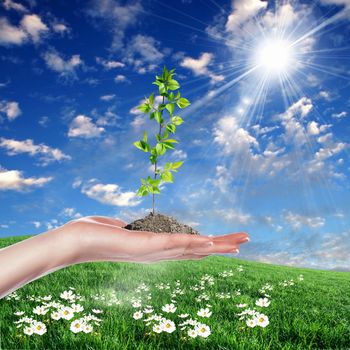 Hands holding green sprouts and sunny sky