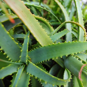 aloe in nature close up