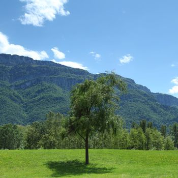 a beautiful view of the alps tree on grass field