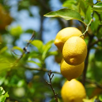 Lemon close up