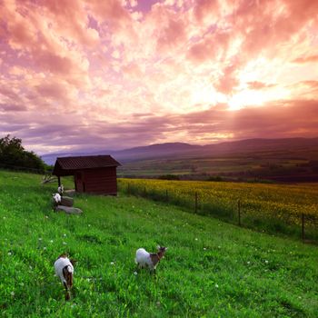 goats in green grass on sunrise