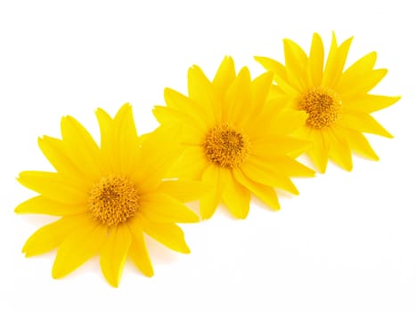 Three yellow flowers on white