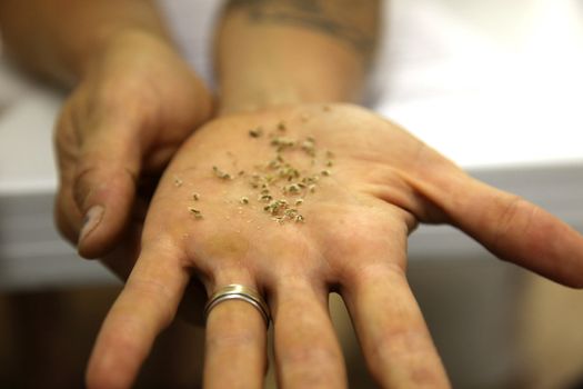 Hand holding tiny carrot seeds showing the barbs that carry them in the wind