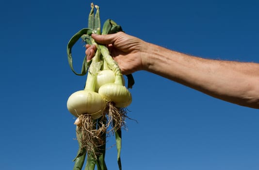 Three homegrown harvested onions in a bunch being held against a blue sky in a strong hand.