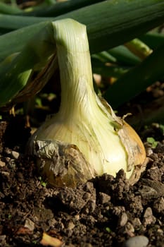 A mature onion plant with large onion growing in soil.