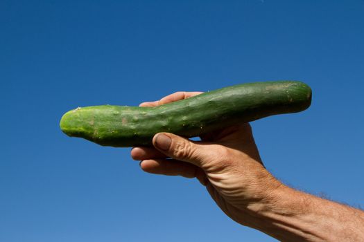 A homegrown cuccumber in a strong hand against a blue sky.