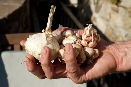 Homegrown assortment of garlic bulbs and cloves in a hand.