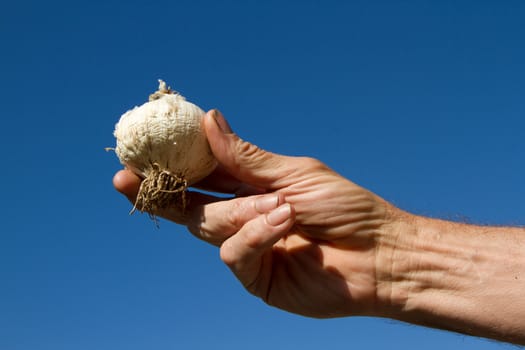 A homegrown garlic bulb with roots in a strong hand against a blue sky.