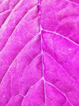 Very unusual background of unusual colored leaf