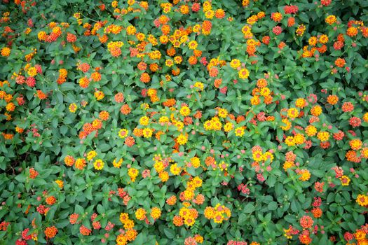 field of orange flower as the background