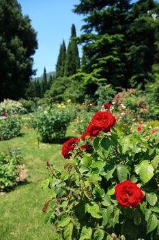 Beautiful red roses bush in botanical garden at summer day