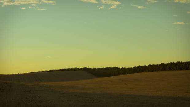 nice image of evening summer cereal field with trees