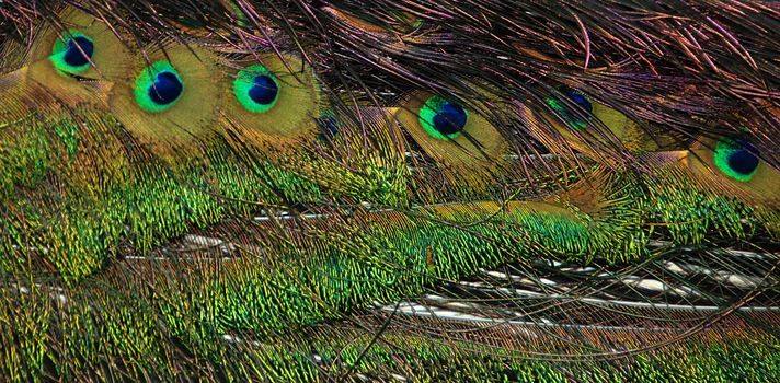 Detail of beautiful peacock tail - feather texture