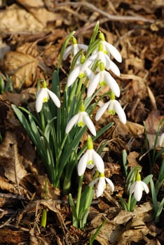 Fresh snowdrop flowers having just grown from old dry leaves 