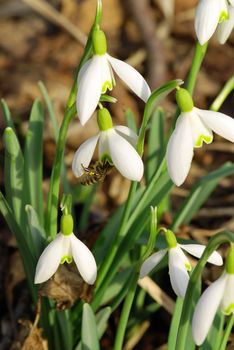 Fresh snowdrop flowers having just grown from old dry leaves with a bee collecting pollen from it