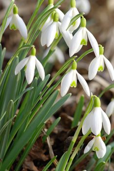 Fresh snowdrop flowers having just grown from old dry leaves 