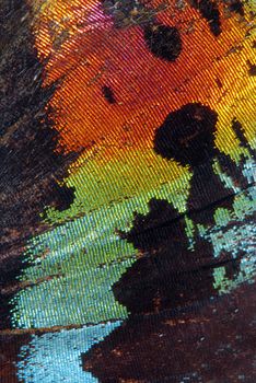 Super macro photo of beautiful butterfly wing with many colors and veins