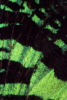 Super macro photo of beautiful butterfly wing 