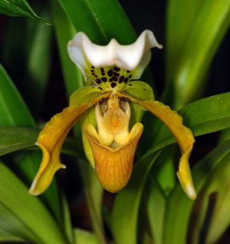 Macro of a beautiful orchid  background