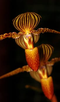 Beautiful golden orchid flowers isolated on black