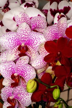 Beautiful exotic flower - orchid blooms (Phalaenopsis) 