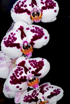 Beautiful exotic flower - orchid blooms (Phalaenopsis) on black