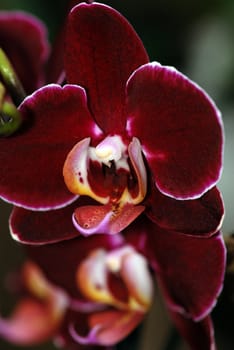 Beautiful floral background of dark purple orchids