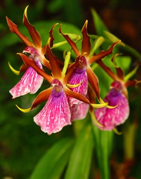 Macro of a beautiful orchid  background