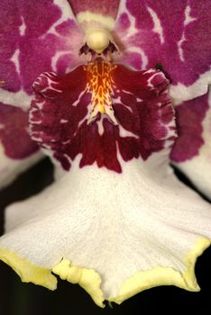 Macro of a beautiful orchid isolated on black
