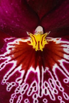 Macro of a beautiful orchid (Phalaenopsis) background