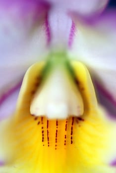 Macro of a beautiful orchid  background - abstract DOF