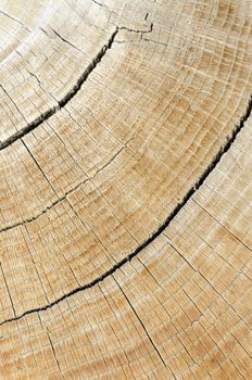 Close up of hardwood log with cracks.