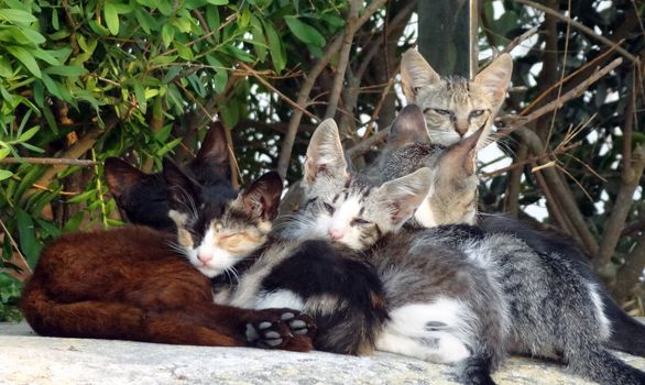 Family of small cats or kittens relaxing in the sun