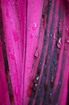 Purple leaf with raindrops