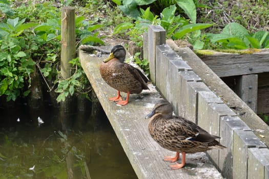 Duck and drake standing on wood