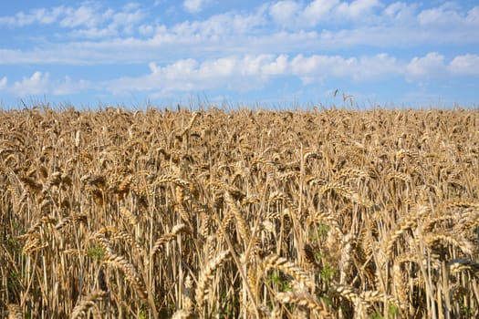 Field of Wheat in sun