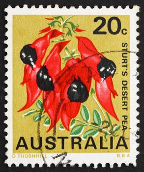 AUSTRALIA - CIRCA 1968: a stamp printed in the Australia shows Sturt's Desert Pea, South Australia, State Flower, circa 1968