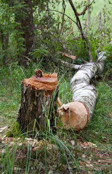Birch stump and trunk of  birch in  forest glade summer