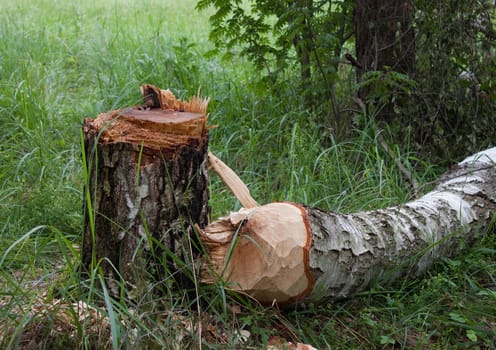 Birch stump and trunk of  birch in  forest glade