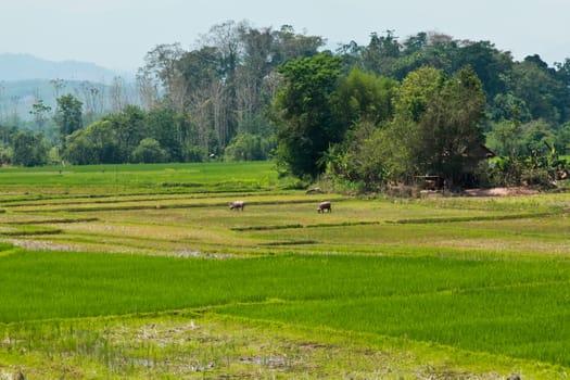 Rice field with buffalo and cottage in countryside