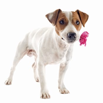 portrait of a purebred jack russel with flower in his mouth terrier in studio