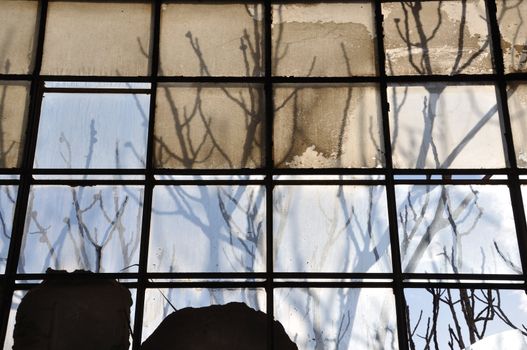 Tree branches and stained factory window. Sunlight reflected on broken glass abstract background.