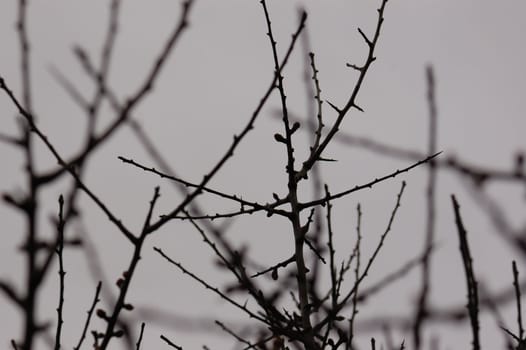 Branches silhouette macro and gray winter sky. Selective focus.