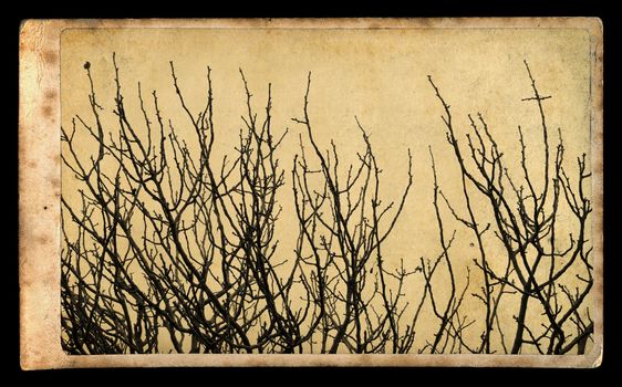 Antique style photograph of tree branches on vintage paper.
