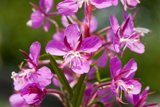 Flower willow-herb close-up of tea in the natural environment