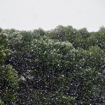 Dense snow storm in pine tree forest. Nature winter abstract.