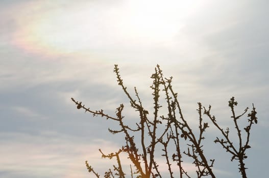 Tree branches under fading sunlight. Daydream abstraction.