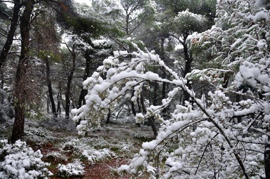Frozen branches and falling snow. Winter in a forest.
