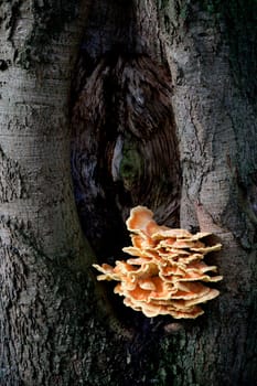 orange sulfur fungus on trunk of beech tree