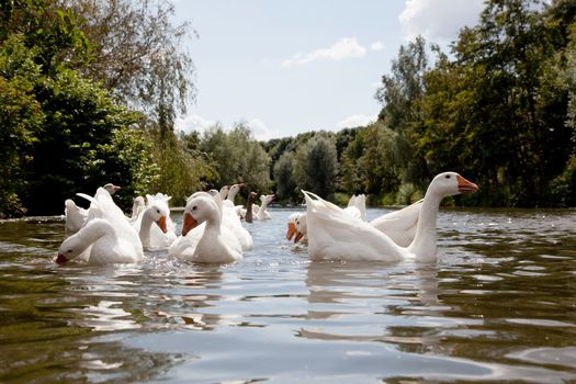 flock of white geese swimming in the river Kromme Rijn near Utrecht in The Netherlands